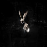 GHØSTKID - Follow the White Rabbit