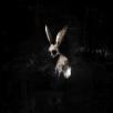 GHØSTKID - Follow the White Rabbit