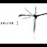 Zygote